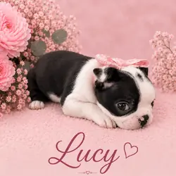 Sweet female Frenchton