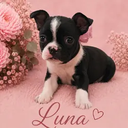 Frenchton female