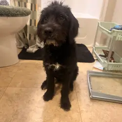 Miniature labordoodle