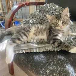 kittens. female, 10 weeks old, raised in house