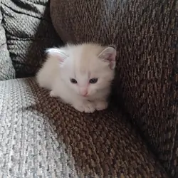 Kitten