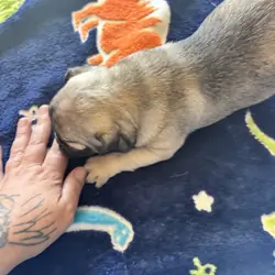 Purebred Pug Puppies — 12 Weeks Old