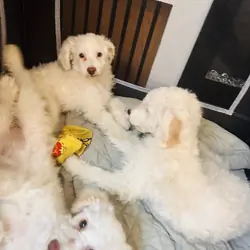 Looking for loving home