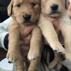 Beautiful Labrador Puppies Looking for Loving Home