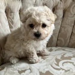 Maltipoo Male Puppy