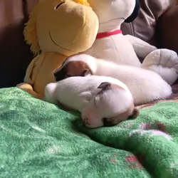 Jack Russell puppies