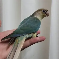 Baby Conures