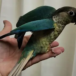 Green Cheek Conures