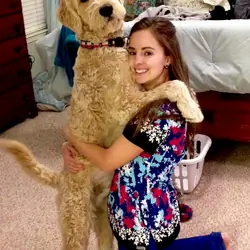Service dog 3yr Golden doodle balance and mobility