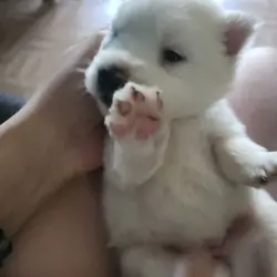 American Eskimo Pups