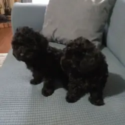 CKC Registered Toy Poodles