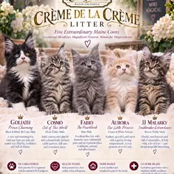 Maine Coon Kittens