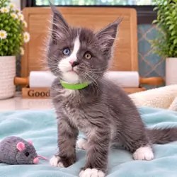 Kittens