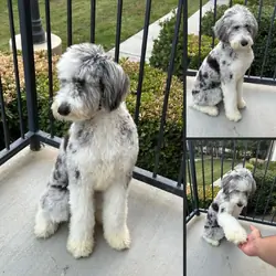 6mo Blue Merle Sheepadoodle
