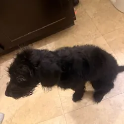 Miniature labradoodle