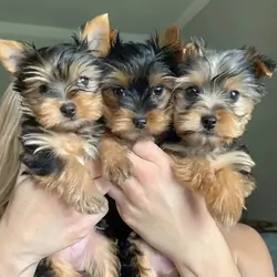 male and female Yorkshire Terrier