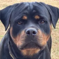 Adult Female Rottweiler