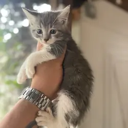 Kitten