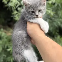 Kitten