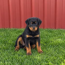 Rottweier Puppy