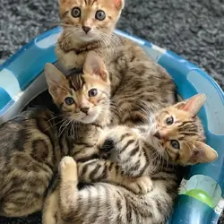 Beautiful Bengal Kitten Looking for a Loving Home