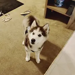 Siberian Husky
