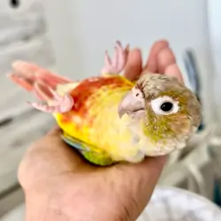 Female Green-Cheek Conure Available for Rehoming