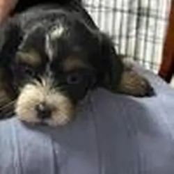 Little Queen Seeking Her Forvever Family