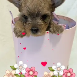 Perrita yorkie mini