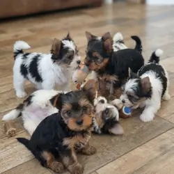 11 weeks Yorkies puppy.