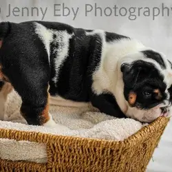 English bulldog
