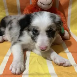 Registered border collie pups