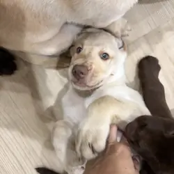 Chocolate and Yellow Labrador Retriever Puppies