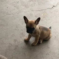 French bullhuahua puppies