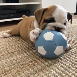 English Bulldog Puppies Males & Females Available