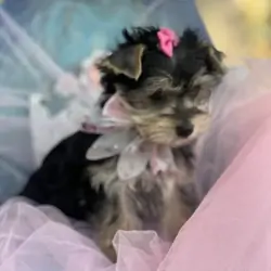Female full blooded yorkie