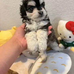Mixed maltipoos