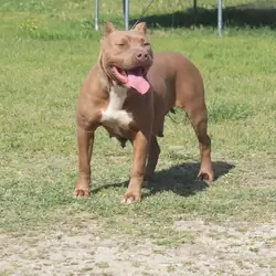 Xl American bully. Female