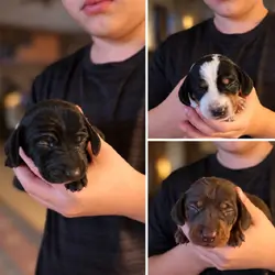 Miniature Dachshund