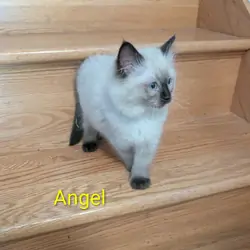 Ragdoll kittens