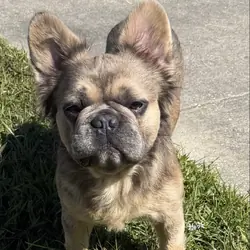Fluffy Frenchie