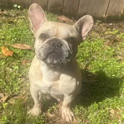 French bulldog