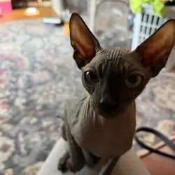 Sphynx