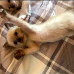 Siamese kittens