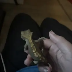 Crested Gecko