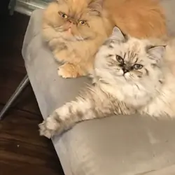 Pure bred Persian kittens