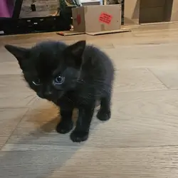 Black Kitten