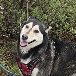 Husky