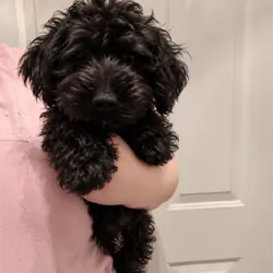 Micro mini goldendoodles