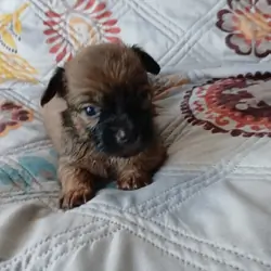 Mal chiweenie Puppy